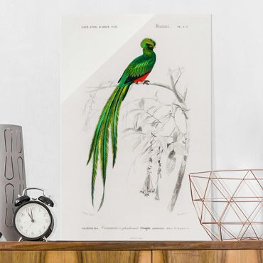 Tableau en verre - Vintage Board Tropical Bird I