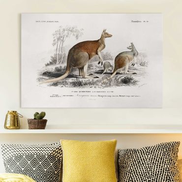 Impression sur toile - Vintage Board Kangaroo