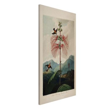 Tableau magnétique - Botany Vintage Illustration Flower And Hummingbird