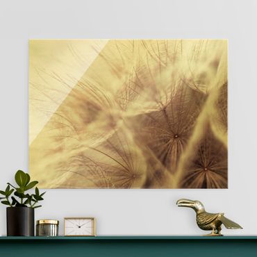 Tableau en verre - Detailed Dandelion Macro Shot With Vintage Blur Effect - Format paysage