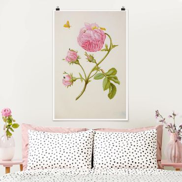 Poster reproduction - Anna Maria Sibylla Merian - Wild Rose With Gracillariidae