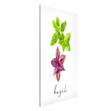 Tableau magnétique - Herbs Illustration Basil