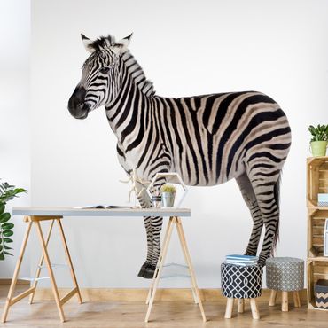 Papier peint - Big Zebra