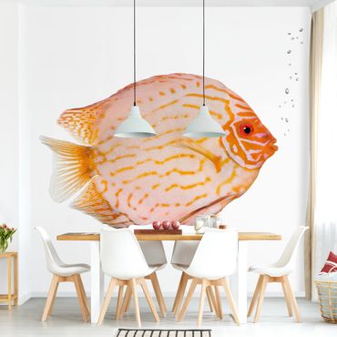 Papier peint - Discus fish