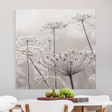 Impression sur toile - Umbel Covered In Hoarfrost