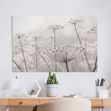 Tableau sur toile - Umbel Covered In Hoarfrost