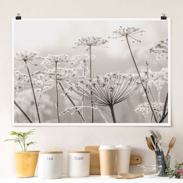 Poster - Umbel Covered In Hoarfrost