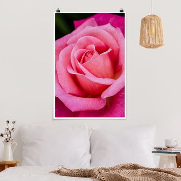 Poster - Pink Rose Flowers Green Backdrop