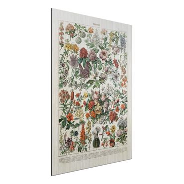 Impression sur aluminium - Vintage Board Flowers II