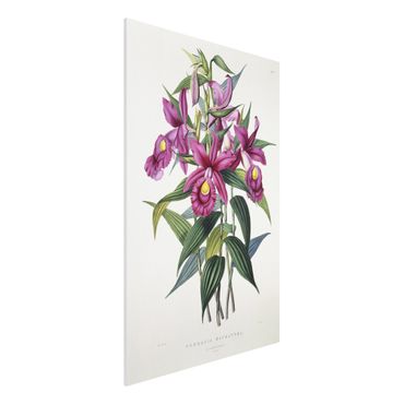 Impression sur forex - Maxim Gauci - Orchid I