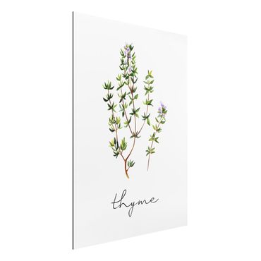 Tableau sur aluminium - Herbs Illustration Thyme