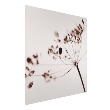 Tableau sur aluminium - Macro Image Dried Flowers In Shadow