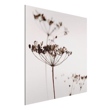 Tableau sur aluminium - Dried Flower And Shadows