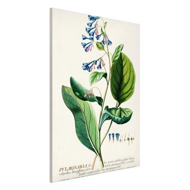 Tableau magnétique - Vintage Botanical Illustration Lungwort
