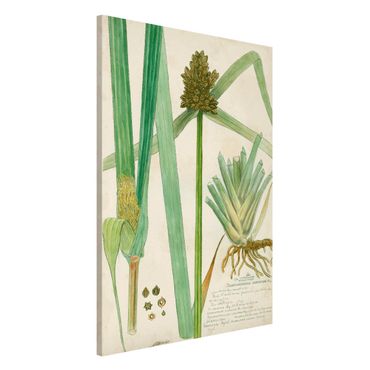 Tableau magnétique - Vintage Botany Drawing Grasses III