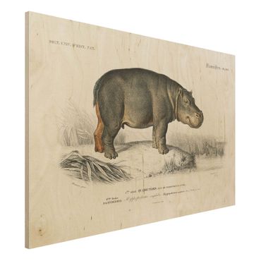 Impression sur bois - Vintage Board Hippo