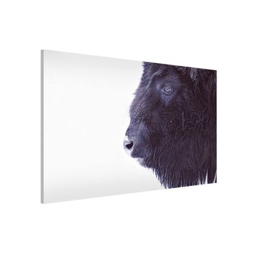Tableau magnétique - Portrait Of A Black Buffalo