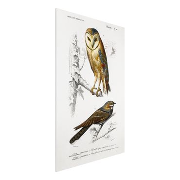Impression sur forex - Vintage Board Owl And Swallow