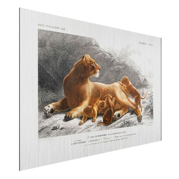 Impression sur aluminium - Vintage Board Lioness And Lion Cubs