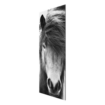 Tableau sur aluminium - Icelandic Horse In Black And White
