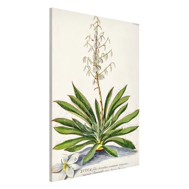 Tableau magnétique - Vintage Botanical Illustration Yucca