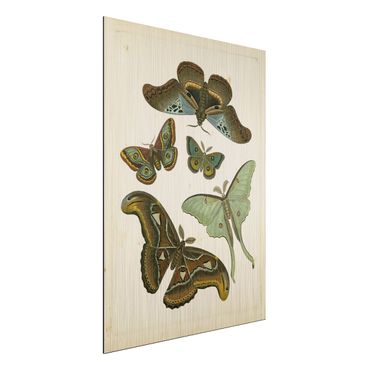 Impression sur aluminium - Vintage Illustration Exotic Butterflies II