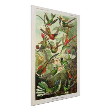 Impression sur aluminium - Vintage Board Hummingbirds