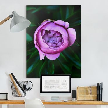 Tableau sur toile - Purple Peonies Blossoms In Front Of Leaves