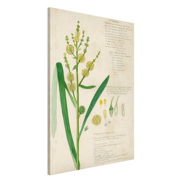 Tableau magnétique - Vintage Botany Drawing Grasses IV