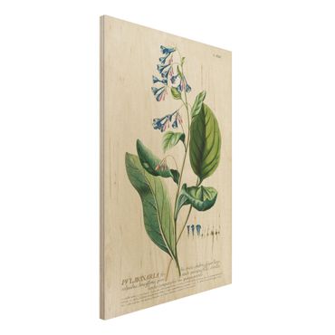 Impression sur bois - Vintage Botanical Illustration Lungwort
