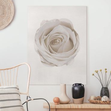Tableau sur toile - WaterColours - Pretty White Rose