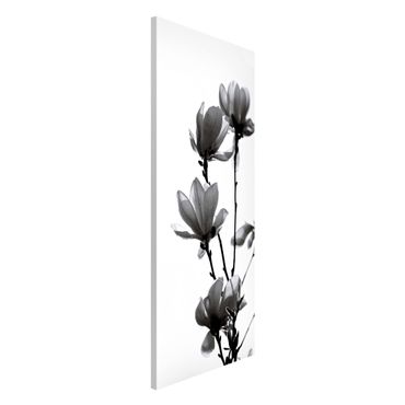Tableau magnétique - Herald Of Spring Magnolia Black And White