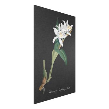 Impression sur forex - White Orchid On Linen II