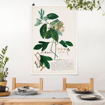 Poster - Vintage Botanical Illustration Laurel