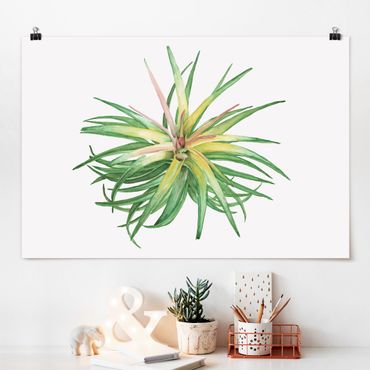 Poster - Air Plant Watercolour III