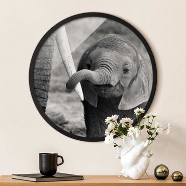 Tableau rond encadré - Baby Elephant