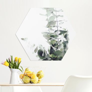 Hexagone en forex - Eucalyptus In White Light