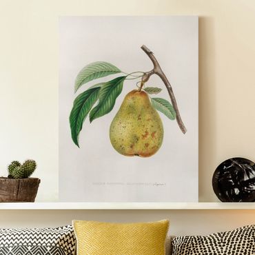Impression sur toile - Botany Vintage Illustration Yellow Pear