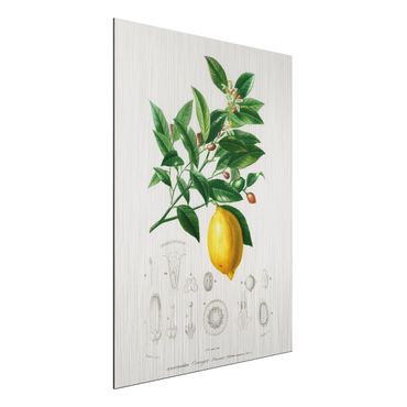 Impression sur aluminium - Botany Vintage Illustration Of Lemon