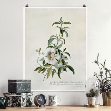Poster fleurs - Georg Dionysius Ehret - Rockrose
