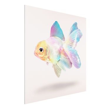 Impression sur forex - Fish In Pastel