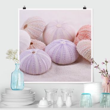 Poster - Sea Urchin In Pastel