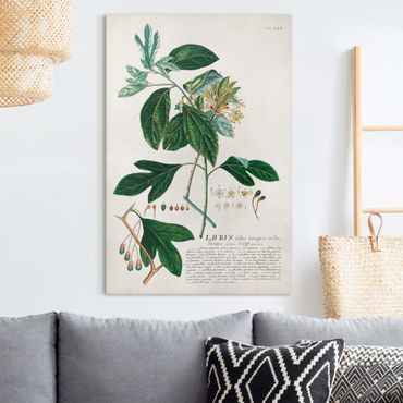 Impression sur toile - Vintage Botanical Illustration Laurel