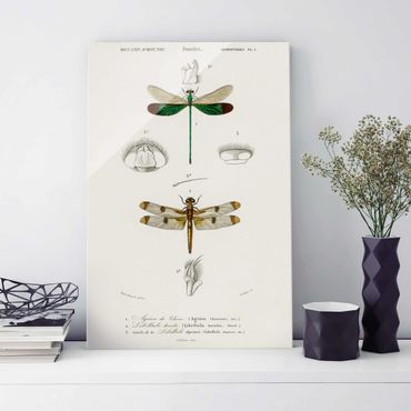 Tableau en verre - Vintage Board Dragonflies