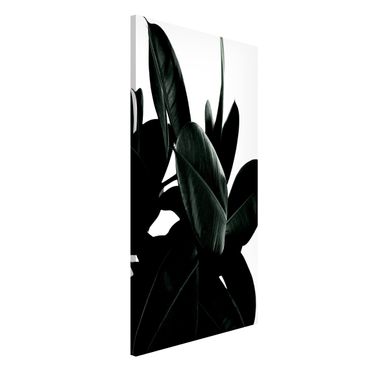 Tableau magnétique - Rubber Tree Dark Green