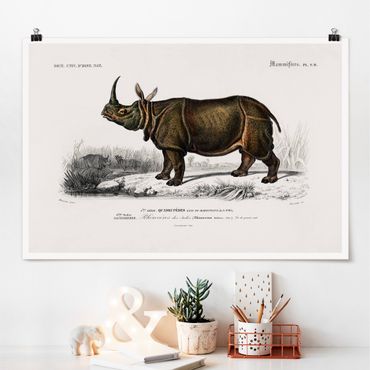 Poster - Vintage Board Rhino