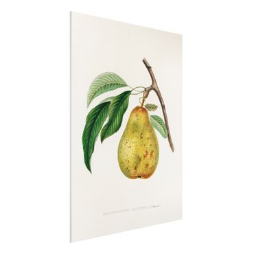 Impression sur forex - Botany Vintage Illustration Yellow Pear