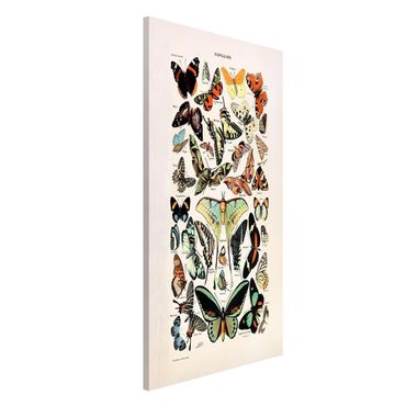 Tableau magnétique - Vintage Board Butterflies And Moths