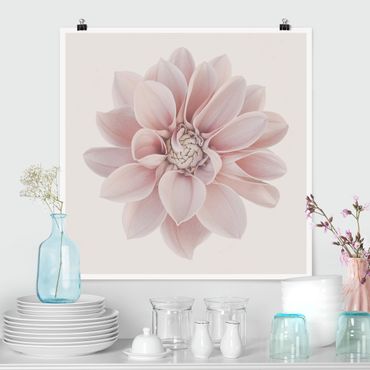 Poster - Dahlia Flower Pastel White Pink