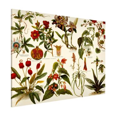 Tableau magnétique - Vintage Board Tropical Botany II